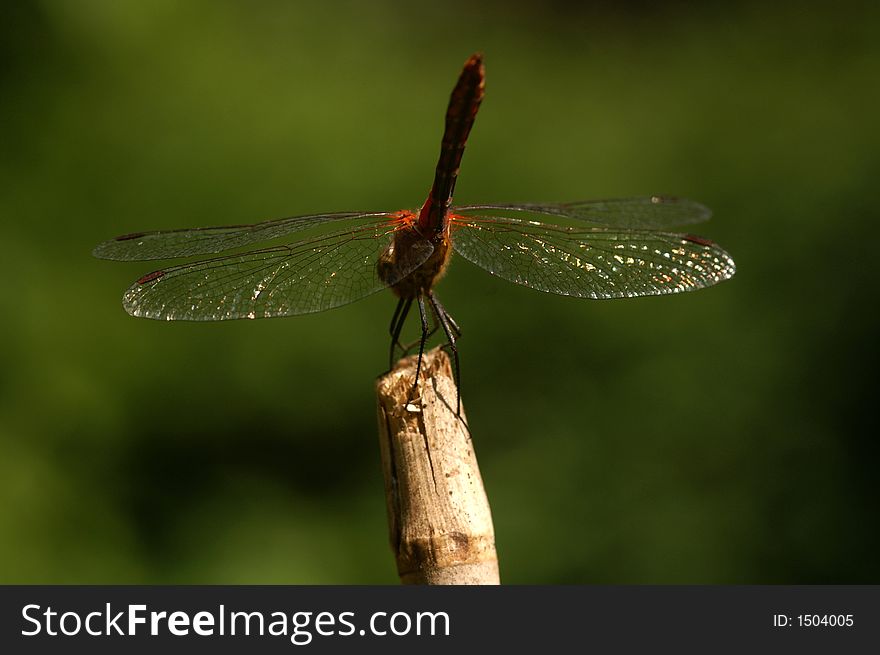 A dragonfly sitting on a branch