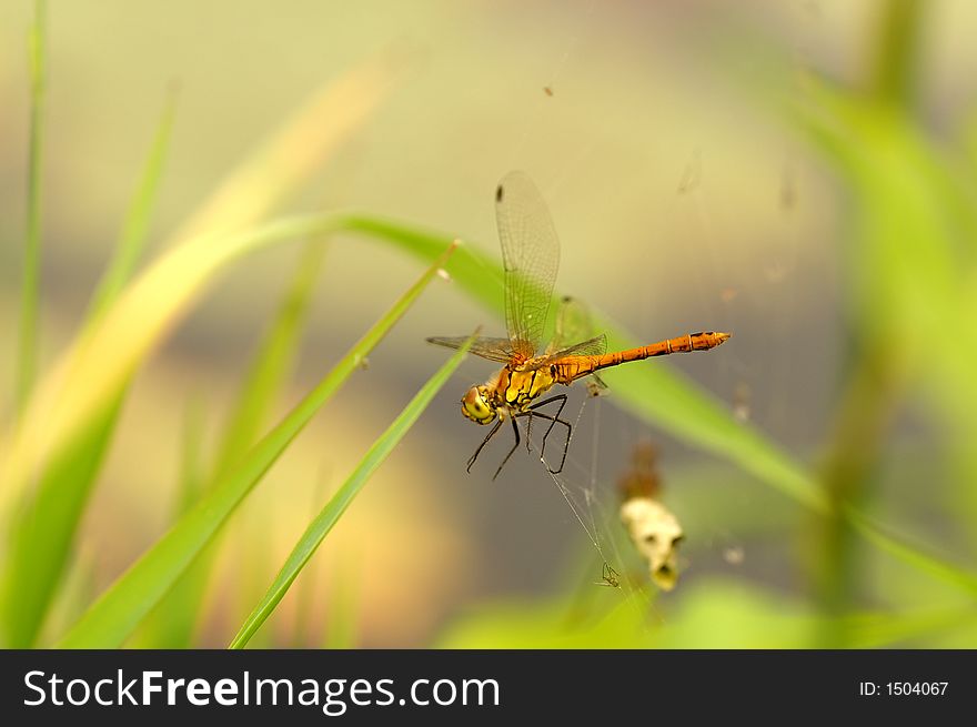 A dragonfly caught in a web, mind the skull in the lower right corner of the picture. A dragonfly caught in a web, mind the skull in the lower right corner of the picture