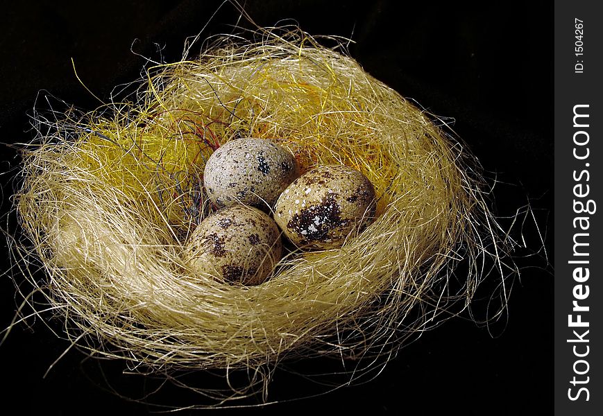 Quail eggs in nest photography in black background. Quail eggs in nest photography in black background