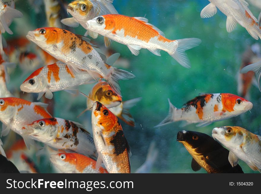 Chinese famous Fishes in water, in Hong Kong