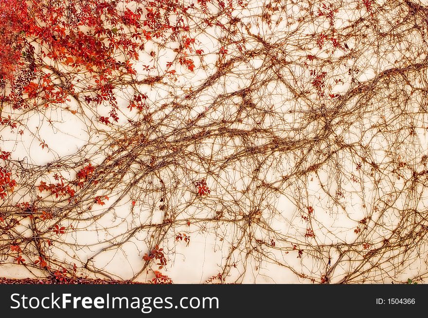 Halloween red creepers on mediterranean beige wall. Halloween red creepers on mediterranean beige wall