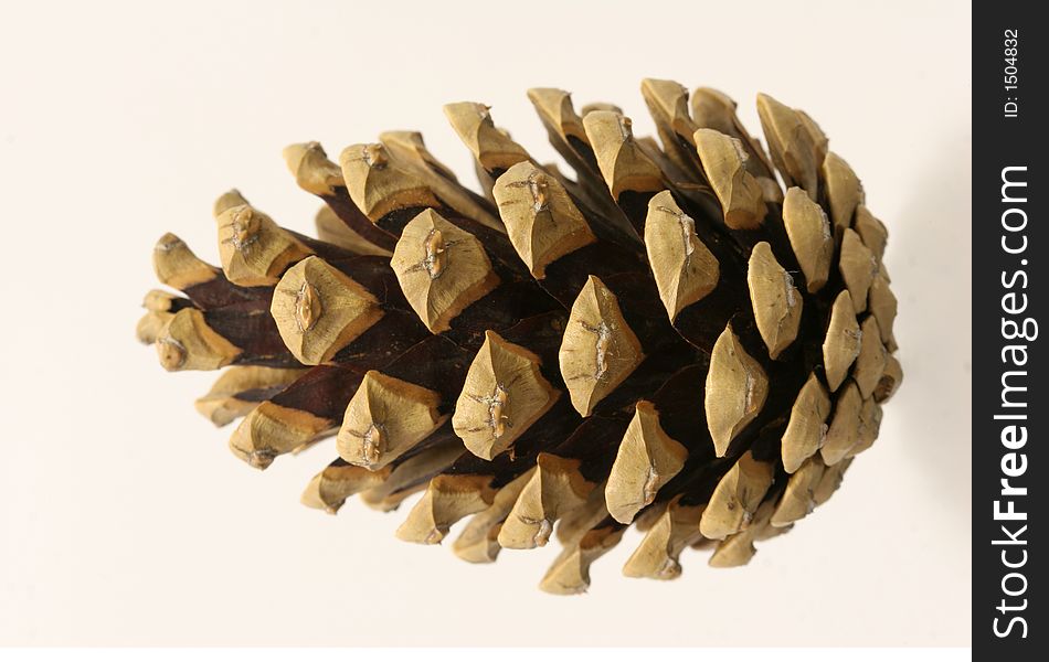 Fir cone