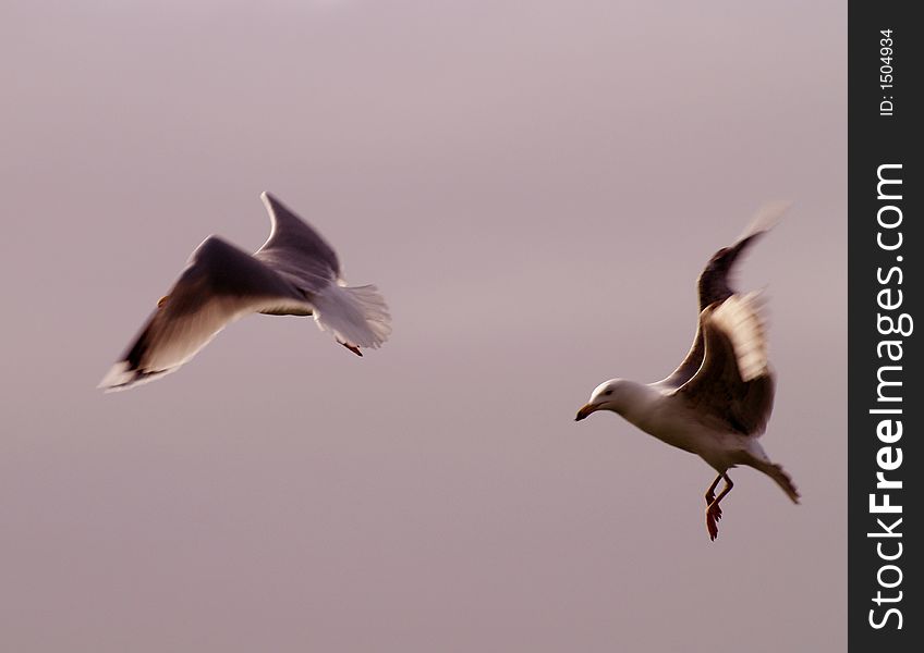 A pair of herring gulls in flight. A pair of herring gulls in flight.