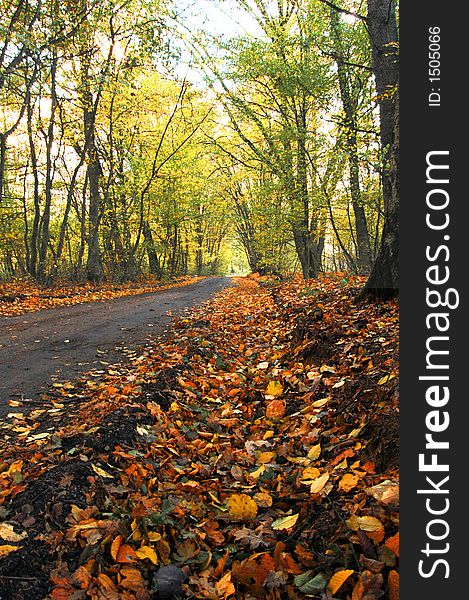 Autumn scenery. Colourful leaves in forest