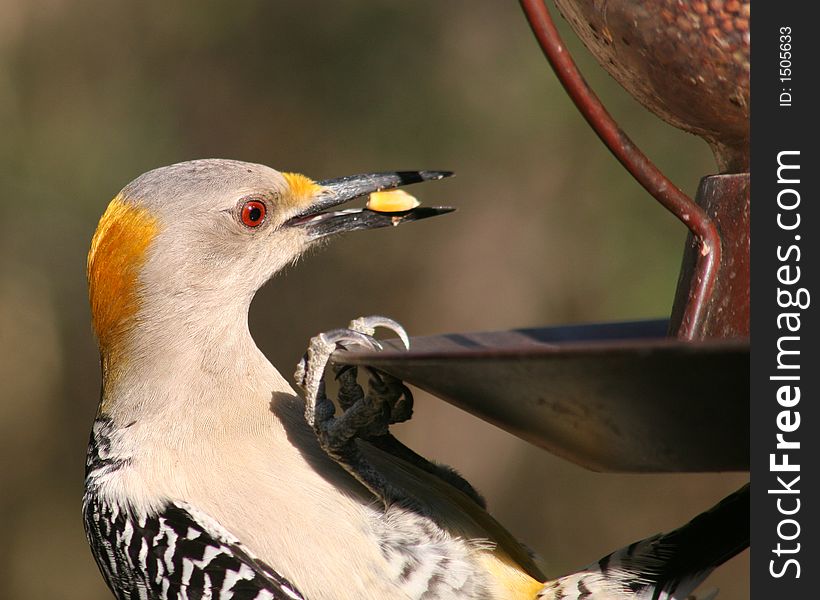 A male golden-fronted woodpecker eating corn at a feeder. A male golden-fronted woodpecker eating corn at a feeder.