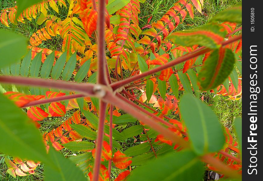 Autumn colour (red, yellow, orange, green, gold) leaves, focus 2nd plan,. Autumn colour (red, yellow, orange, green, gold) leaves, focus 2nd plan,