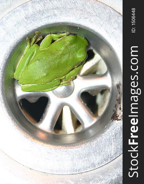 Green Plughole Frog