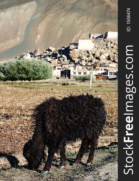 Little yak in Zanskar valley, Ladakh, India