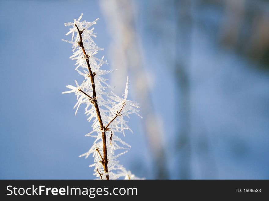 White frozen branch against dark blue background