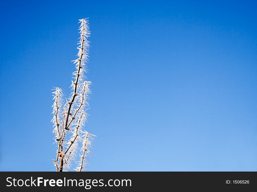 White frozen branch against bright blue sky