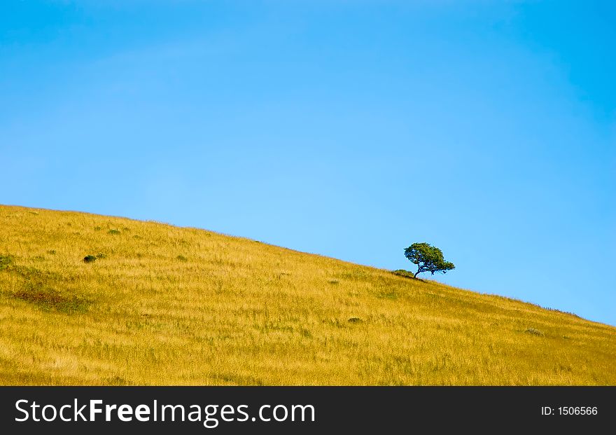 Tree in, full leaf standing alone in a summer field against blue sky. Tree in, full leaf standing alone in a summer field against blue sky