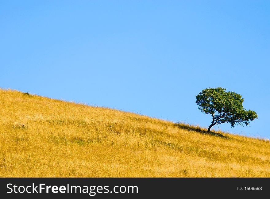 Tree in, full leaf standing alone in a summer field against blue sky. Tree in, full leaf standing alone in a summer field against blue sky