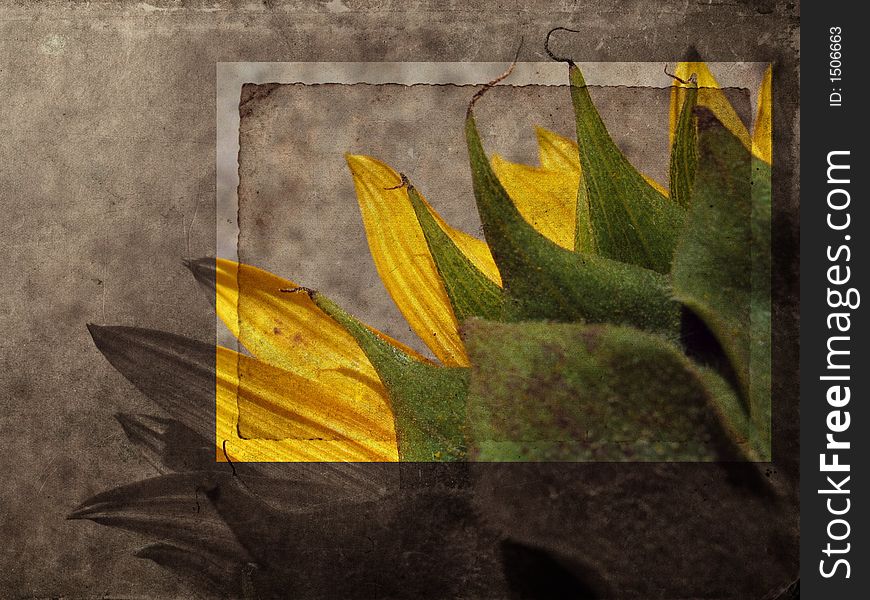 Mixed media illustration of grunge background with sunflower. Mixed media illustration of grunge background with sunflower