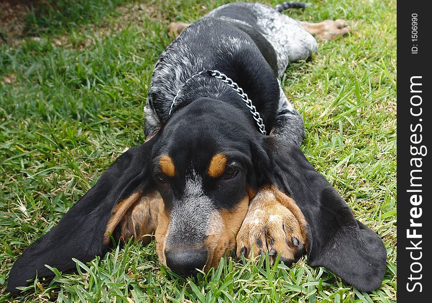 Pure breed little blue gascony hound puppy