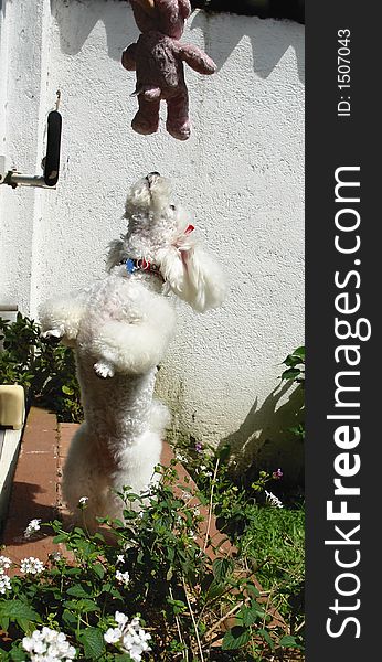 Pure breed white french poodle playing