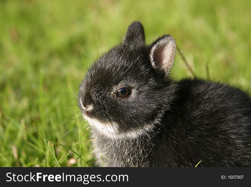 Close up side view of a young Netherland Dwarf rabbit with a black-otter coat color. Close up side view of a young Netherland Dwarf rabbit with a black-otter coat color.