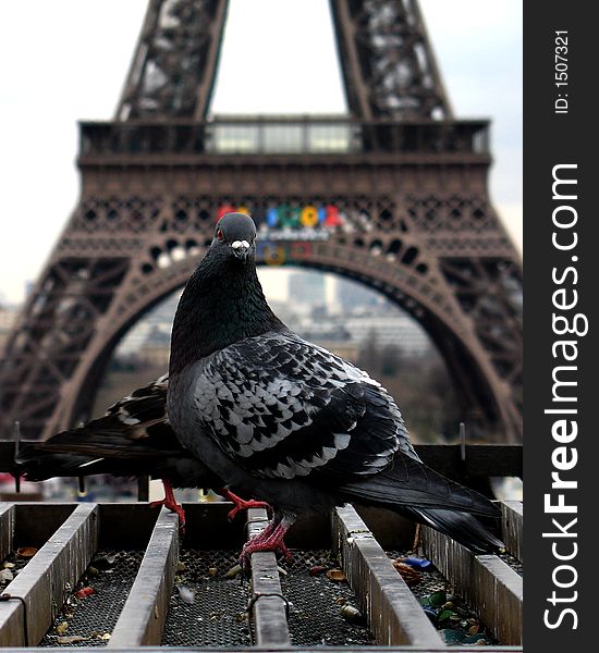 Spring afternoon and pigeon relaxing in front of the Eiffel Tower. Spring afternoon and pigeon relaxing in front of the Eiffel Tower