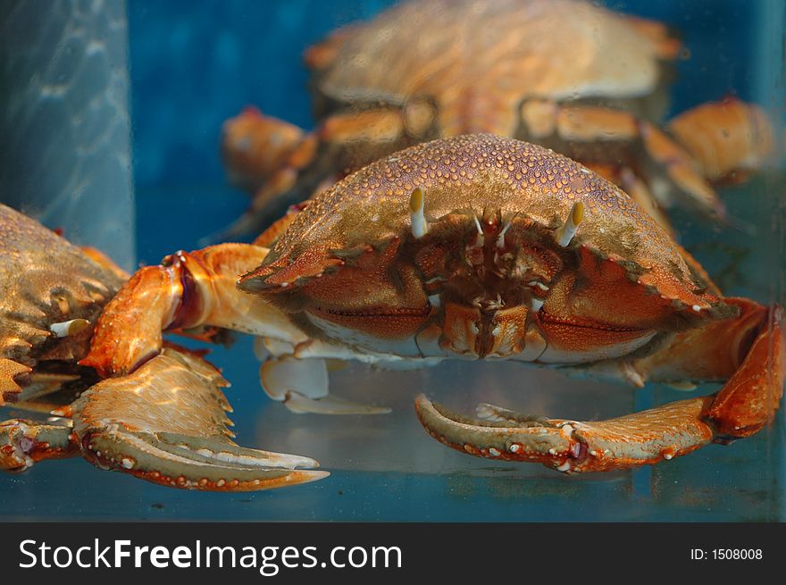 A large crab  with large claws in a tank. A large crab  with large claws in a tank