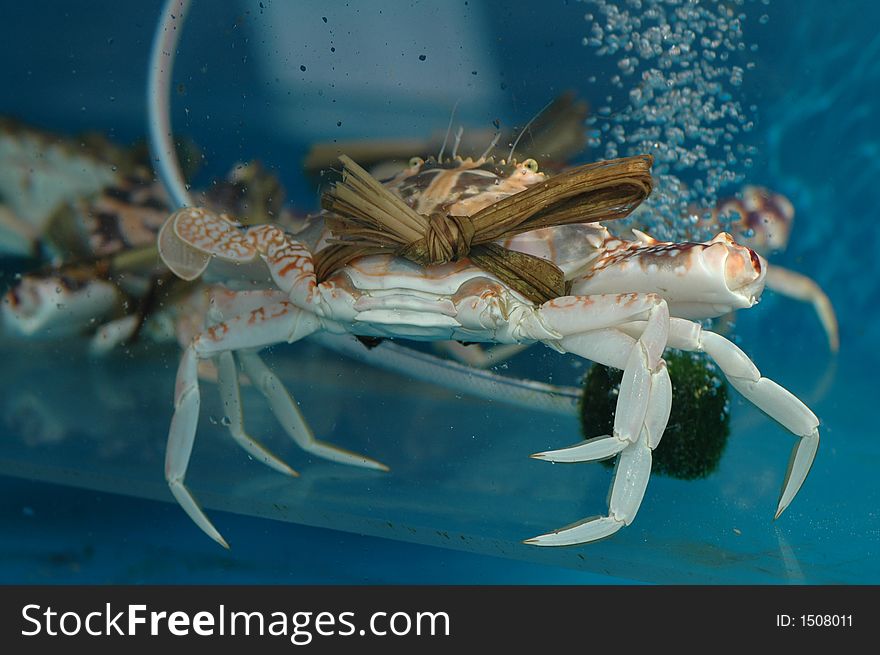 A large crab  with large claws in a tank. A large crab  with large claws in a tank