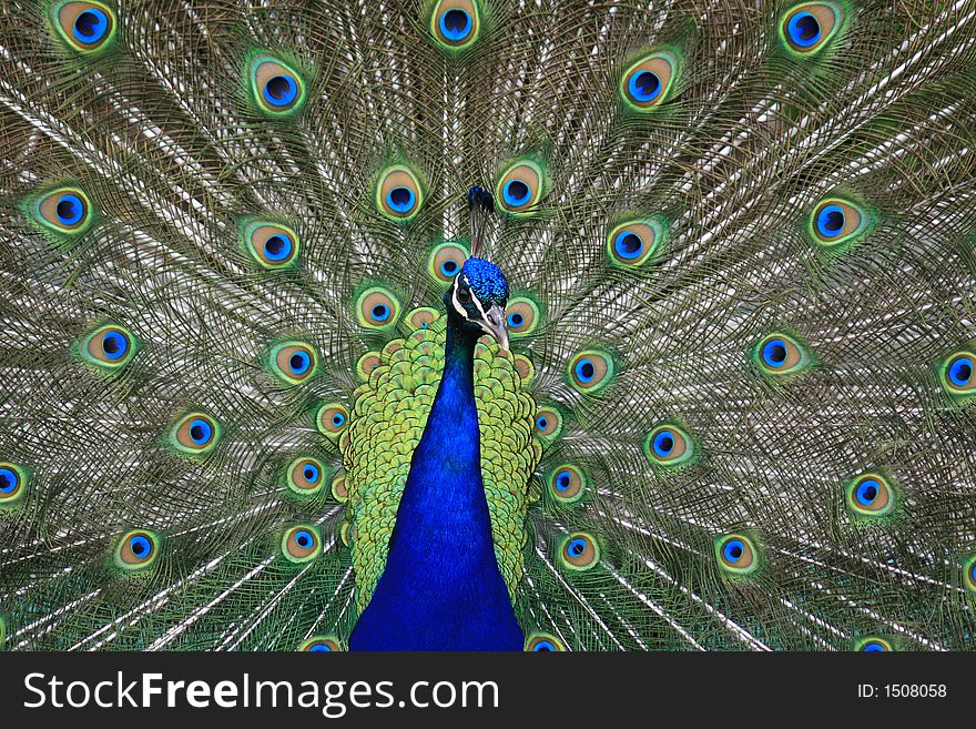 Peacock with feathers spread out