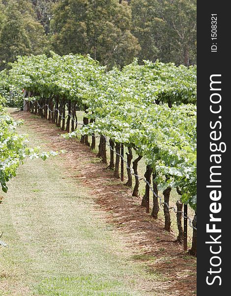Australia. New South Wales. Hunter Valley. Fields with grapes. Australia. New South Wales. Hunter Valley. Fields with grapes.