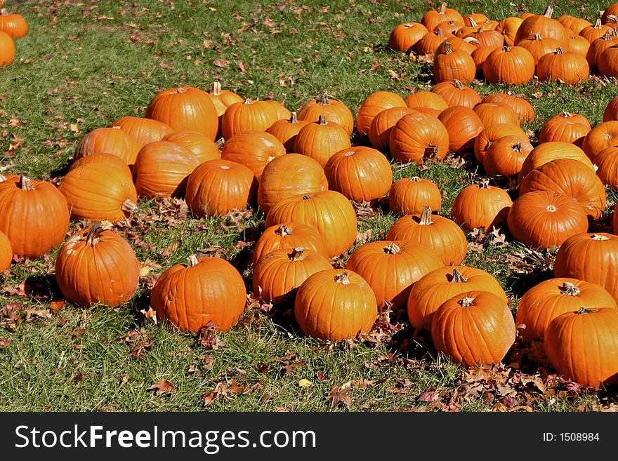 Pumpkins at the pumpkin patch. Pumpkins at the pumpkin patch