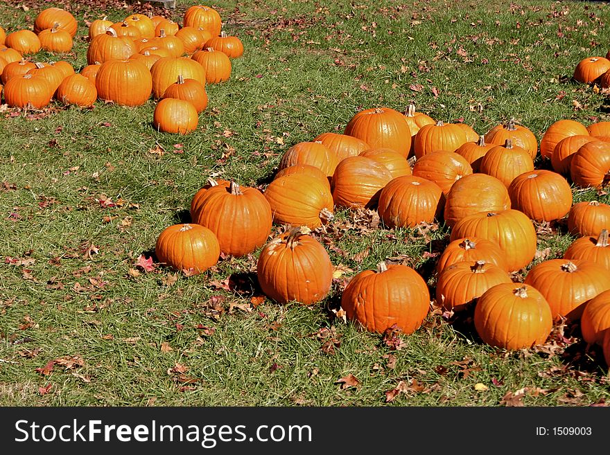 Pumpkins at the pumpkin patch. Pumpkins at the pumpkin patch