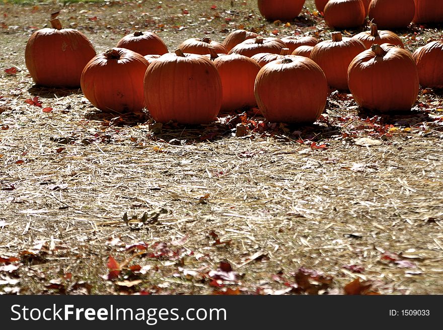 Pumpkins at the pumpkin patch - thi group is backlit, an unusual view and lighting. Pumpkins at the pumpkin patch - thi group is backlit, an unusual view and lighting.