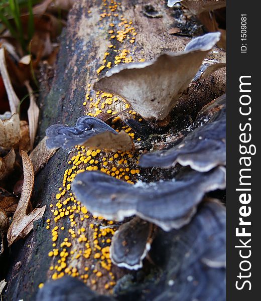 Mold and mushrooms on tree bark. Macro