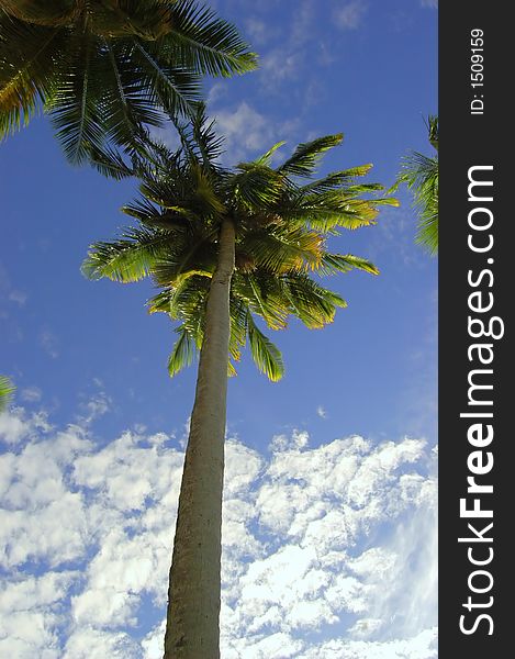 Coconut Palms arranged on a random order against the blue sky in Maldives.