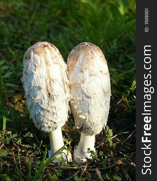 Two White Mushrooms On Grass