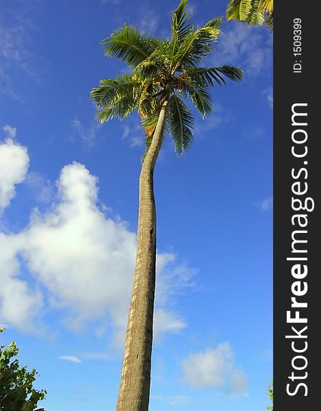 Coconut Palm arranged on a random order against the blue sky in Maldives.