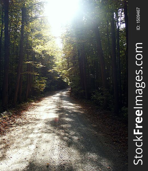 Forest road during autumn