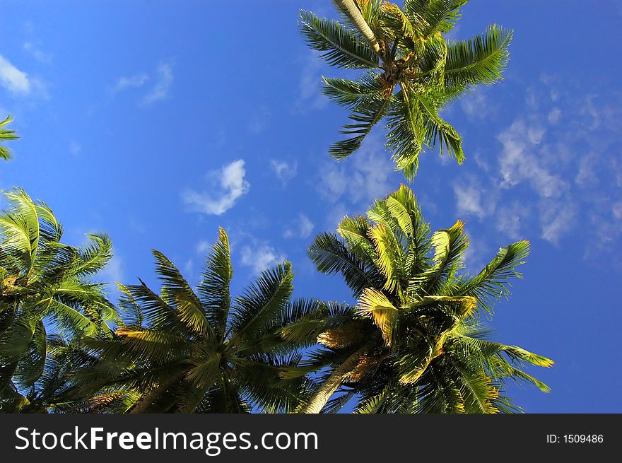 Coconut Palm arranged on a random order against the blue sky in Maldives.