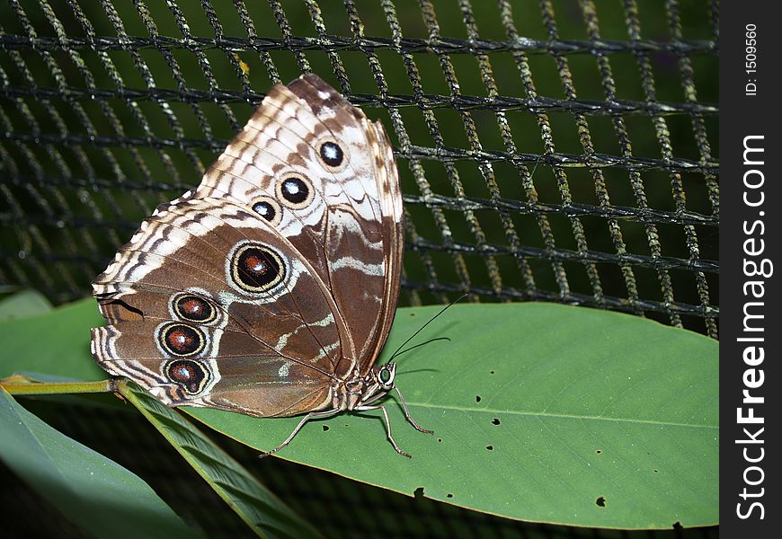 Owl Butterfly (caligo eurilochus sulanus) from costa rica