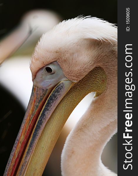 Close-up of pelican face and neck