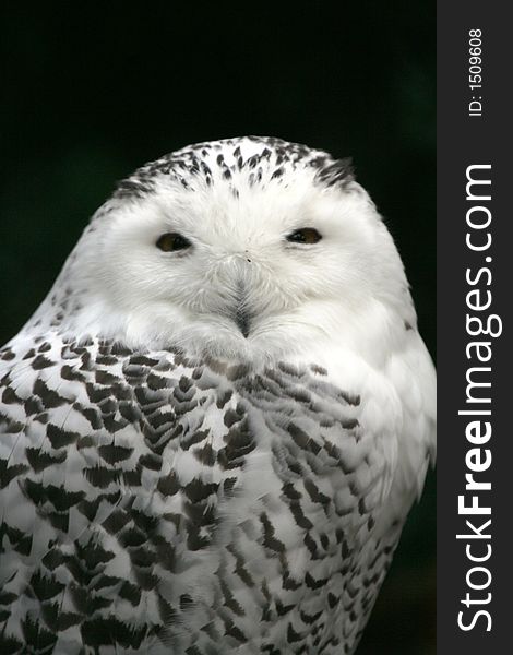 Close-up of snow owl