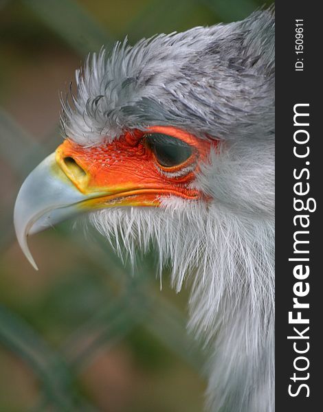 Close-up of colorful bird face