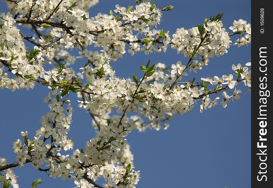 Spring flowering of trees in Latvia. Spring flowering of trees in Latvia