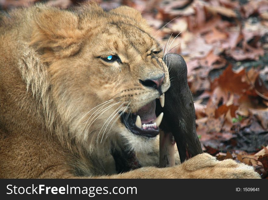 Male lion child with prey