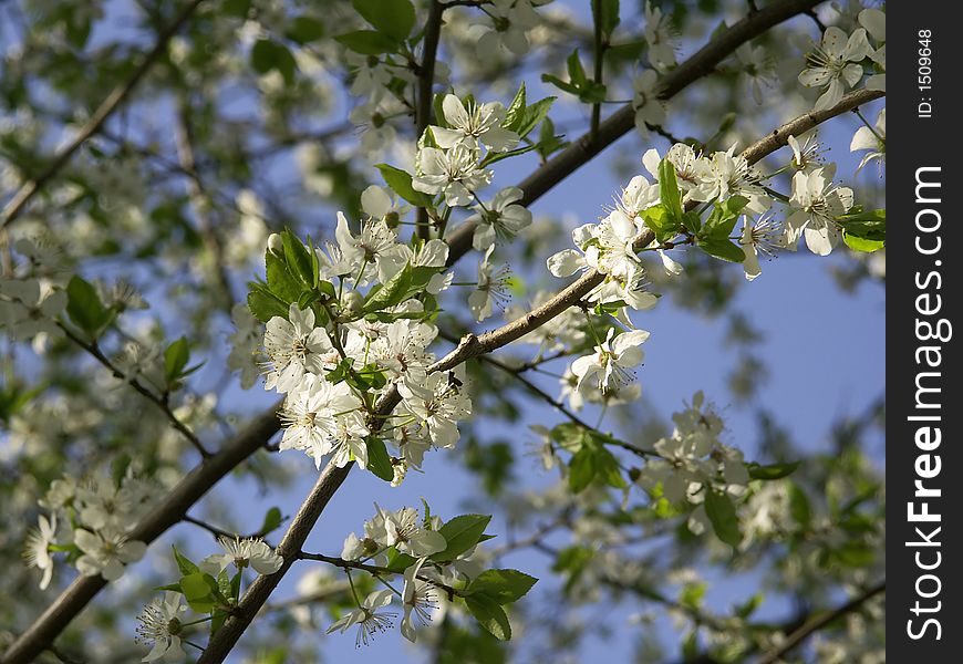 Spring flowering of trees in Latvia. Spring flowering of trees in Latvia