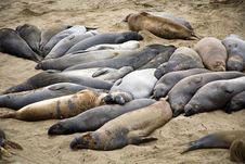 Male Sea Lion At The Beach Stock Photos Male Sea Lion At The Beach Stock Photos