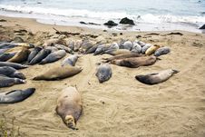 Male Sea Lions At The Beach Stock Photography