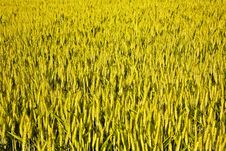 Spica Of Corn Stock Image
