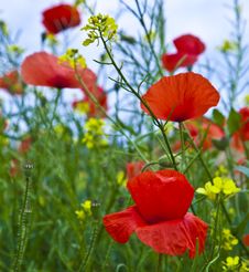 Meadow With Poppys Stock Images Meadow With Poppys Stock Images
