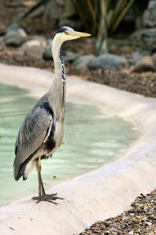 Heron/Stork At The Zoo Royalty Free Stock Images Heron/Stork At The Zoo Royalty Free Stock Images