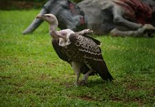 White-backed Vulture Royalty Free Stock Image White-backed Vulture Royalty Free Stock Image