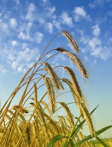 Gold Wheat Stock Photos Gold Wheat Stock Photos