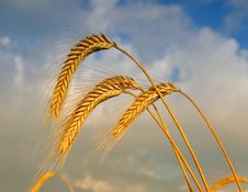 Wheat Royalty Free Stock Photos Wheat Royalty Free Stock Photos