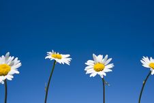 Four Camomiles Royalty Free Stock Photography Four Camomiles Royalty Free Stock Photography